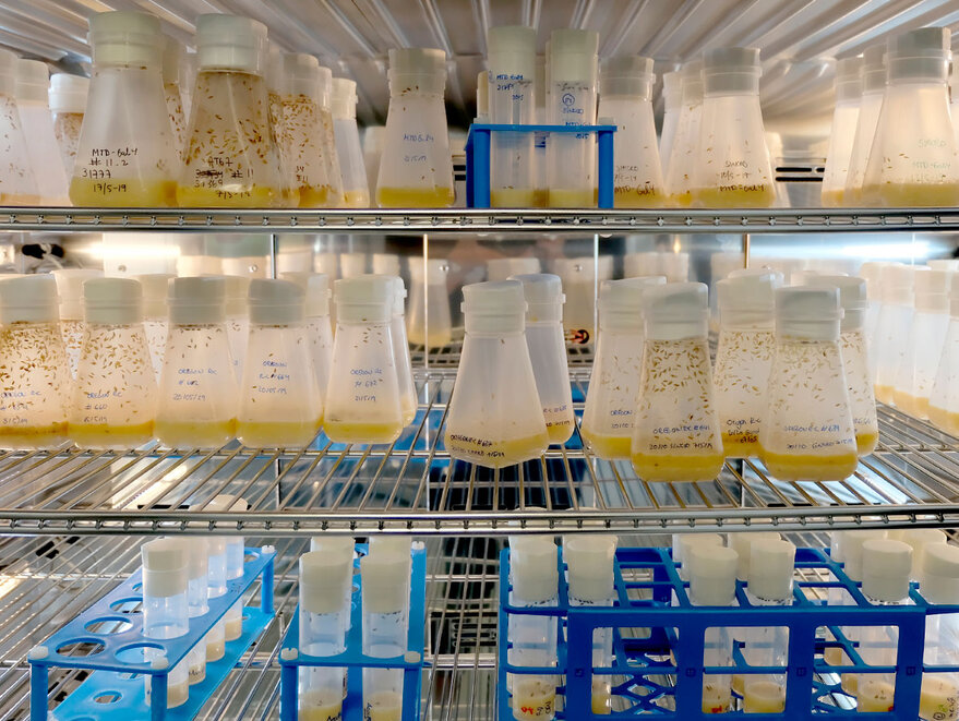 Drosophila program: alternative methods for preclinical research